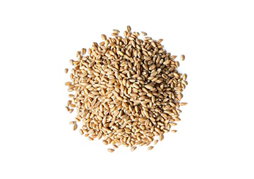 Organic Wheat Berries, 3 lbs - Non-GMO, Kosher, Raw
