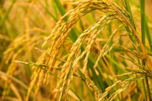 Organic Brown Rice: Chewy Texture, Dietary Fiber Source