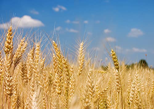 Organic Cracked Rye Berries - Raw & Vegan