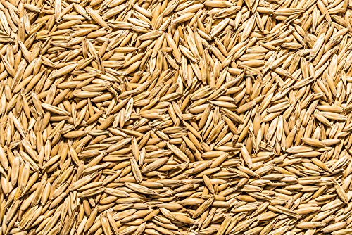 Thunder Acres Organic Non-GMO Oat Seed (5 lb.)