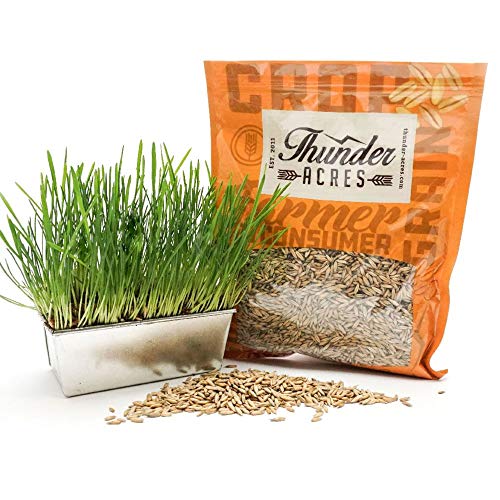 Thunder Acres Organic Non-GMO Oat Seed (5 lb.)
