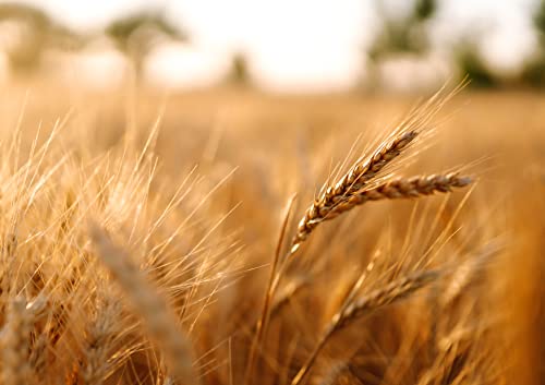 Organic Wheat Berries, 3 lbs - Non-GMO, Kosher, Raw