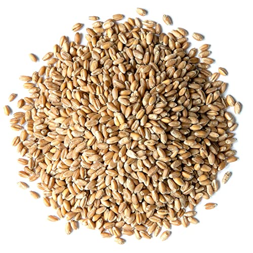 Wheat Berries for Sprouting Wheatgrass - 3 lbs Vegan