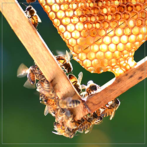 US Raw Honey, 100% Pure, Liquid Sweetener