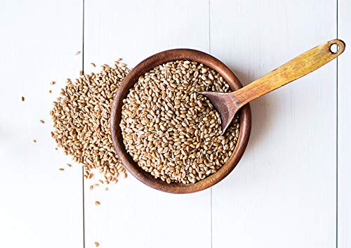 Wheat Berries for Sprouting Wheatgrass - 3 lbs Vegan