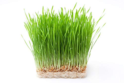 Wheat Berries for Sprouting Wheatgrass - 3 lbs Vegan