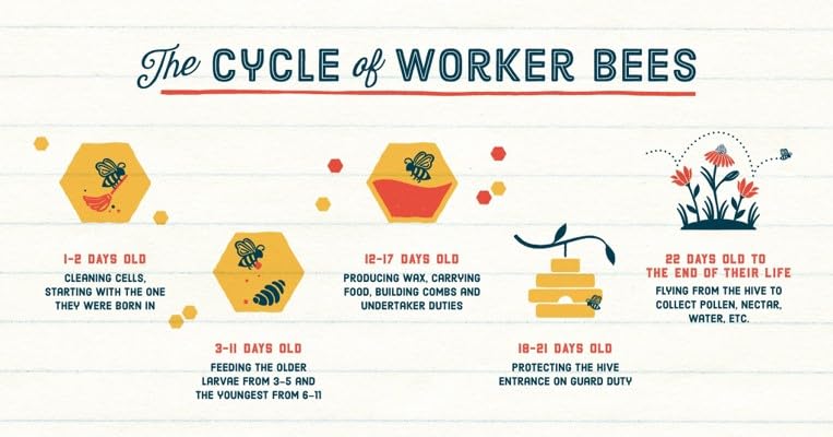 Wildflower Honey from Local Hive, 16oz