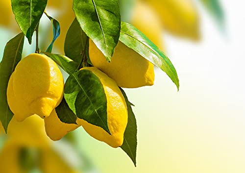 Organic Lemon Powder, 8 oz - Non-GMO, Unsulfured, Raw