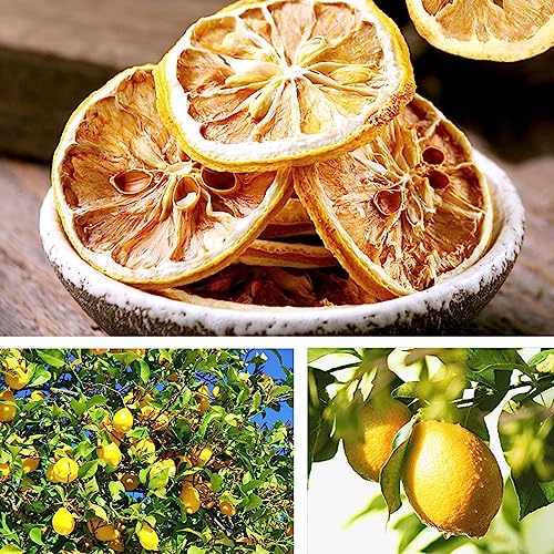 Dried Lemon Slices, 8.81oz/250g, 120+ Pieces, Cocktail & Cake