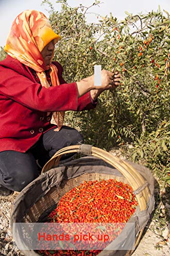 Organic Goji Berries | 16 oz | Raw