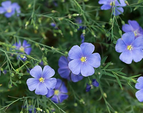 Organic Raw Flax Seeds, 5 lbs. Non-GMO, Kosher. Omega-3