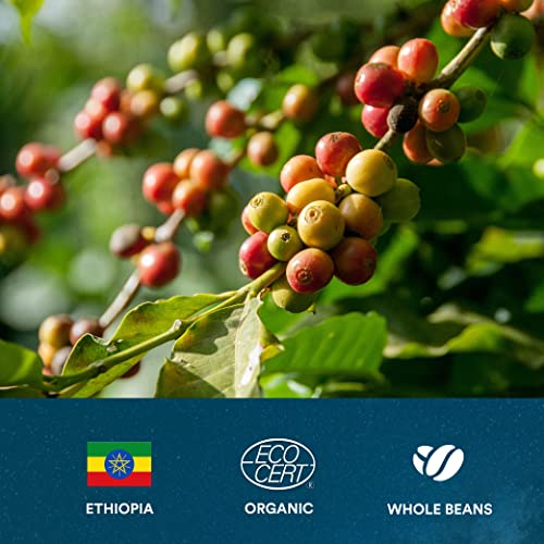 OVALWARE 02 Venus - Organic Arabica Light Roast