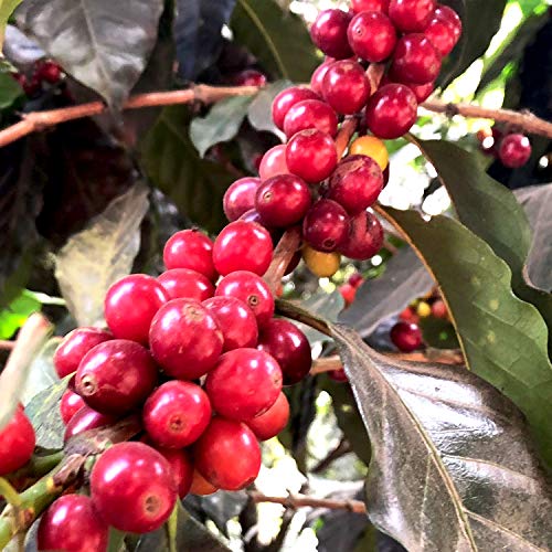 100% Single Origin Colombian Arabica Medium Roast (80oz)