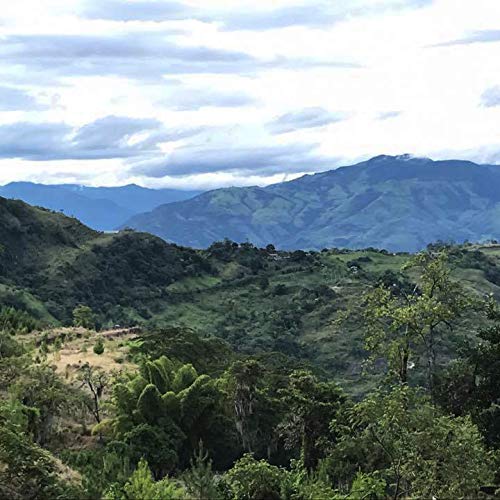 100% Single Origin Colombian Arabica Medium Roast (80oz)