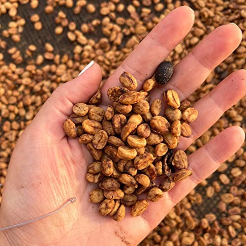 Gourmet 100% Colombian Arabica Medium Roast Coffee, 16 oz