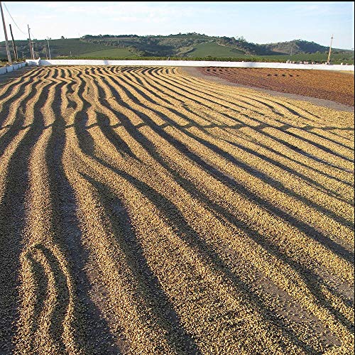 Ubora Brazil Minhas Gerais Coffee | Single Origin