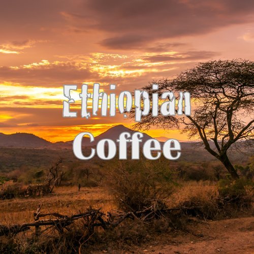 Organic Ethiopian Yirgacheffe Whole Bean Coffee, Fresh Roasted