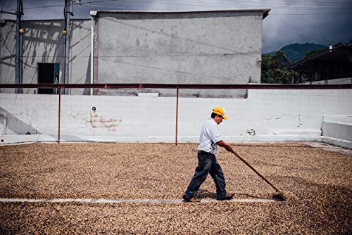 Augusta's Organic Medium-Roast 12oz Ground Coffee