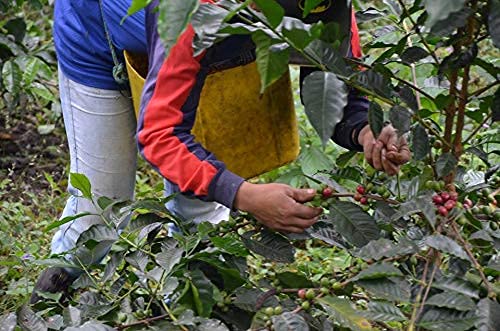 Ecuador Specialty Mountain Grown Espresso Roast Whole Bean