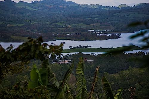 Don Tomás Dark Roast Nicaraguan Whole Coffee Beans