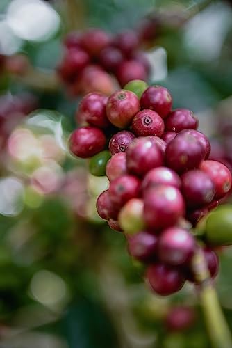 Don Tomás Dark Roast Nicaraguan Whole Coffee Beans