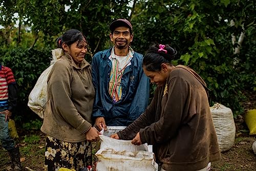 Don Tomás Dark Roast Nicaraguan Whole Coffee Beans