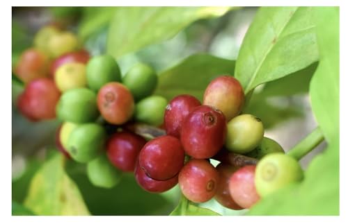 Roastika Premium Green Ethiopia Yirgacheffe Coffee Beans 5lb