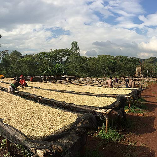 Ubora Coffee Ethiopia Worka Sakaro Whole Bean 12oz