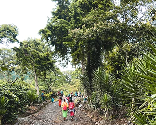 Fara Decaf Whole Bean Coffee, Medium/Dark, 2.2 Lb