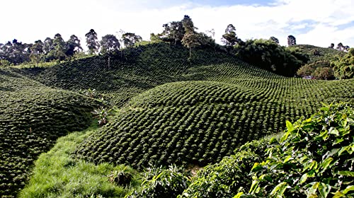 V Vescovi Premium Decaf Italian Espresso Beans 1.1lb