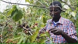 5 lbs Ethiopian Yirgacheffe Green Coffee Beans