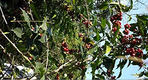 5 lbs Ethiopian Yirgacheffe Green Coffee Beans