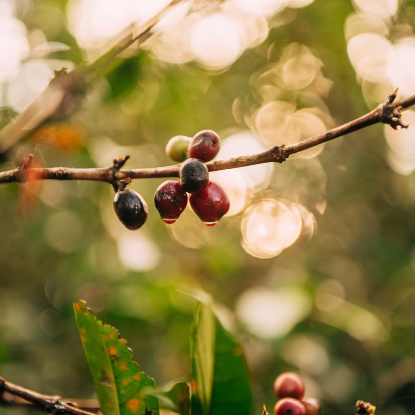 Ethiopia Medium-Light Roast Whole Bean Coffee, 12oz Bag