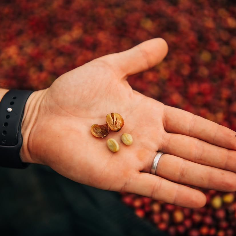 Ethiopia Medium-Light Roast Whole Bean Coffee, 12oz Bag