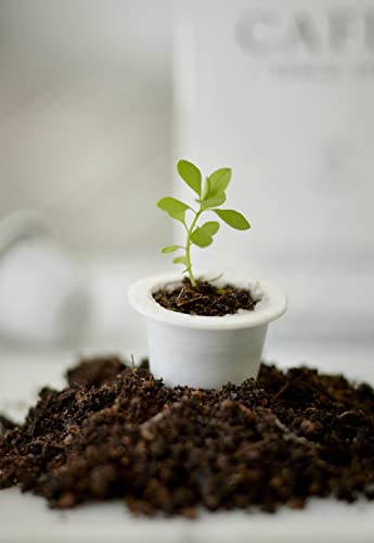 Made by Mama Compostable Nespresso Pods compatible with NESPRESSO Original Line Coffee Machines, Since 1939 Italian Roasted coffee blend with 10 Biodegradable and Compostable Pods (10 Count)