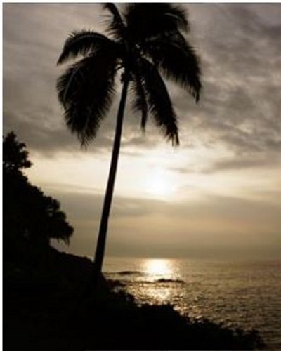 Maui Dark Roast White Bear Coffee Pods 25/Box Single cup Biodegradable & Earth Friendly Coffee