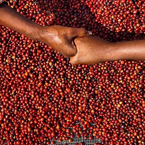 Red Bay Coffee Coltrane Colombian Whole Bean Coffee