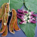 Mucuna Pruriens 15% Extract for Stress Relief