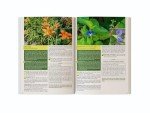 Herbal Remedies for Weight Loss Unlocked