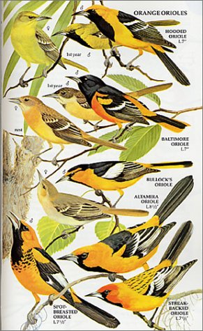 Field Guide: Birds of North America (Golden Field Guide)