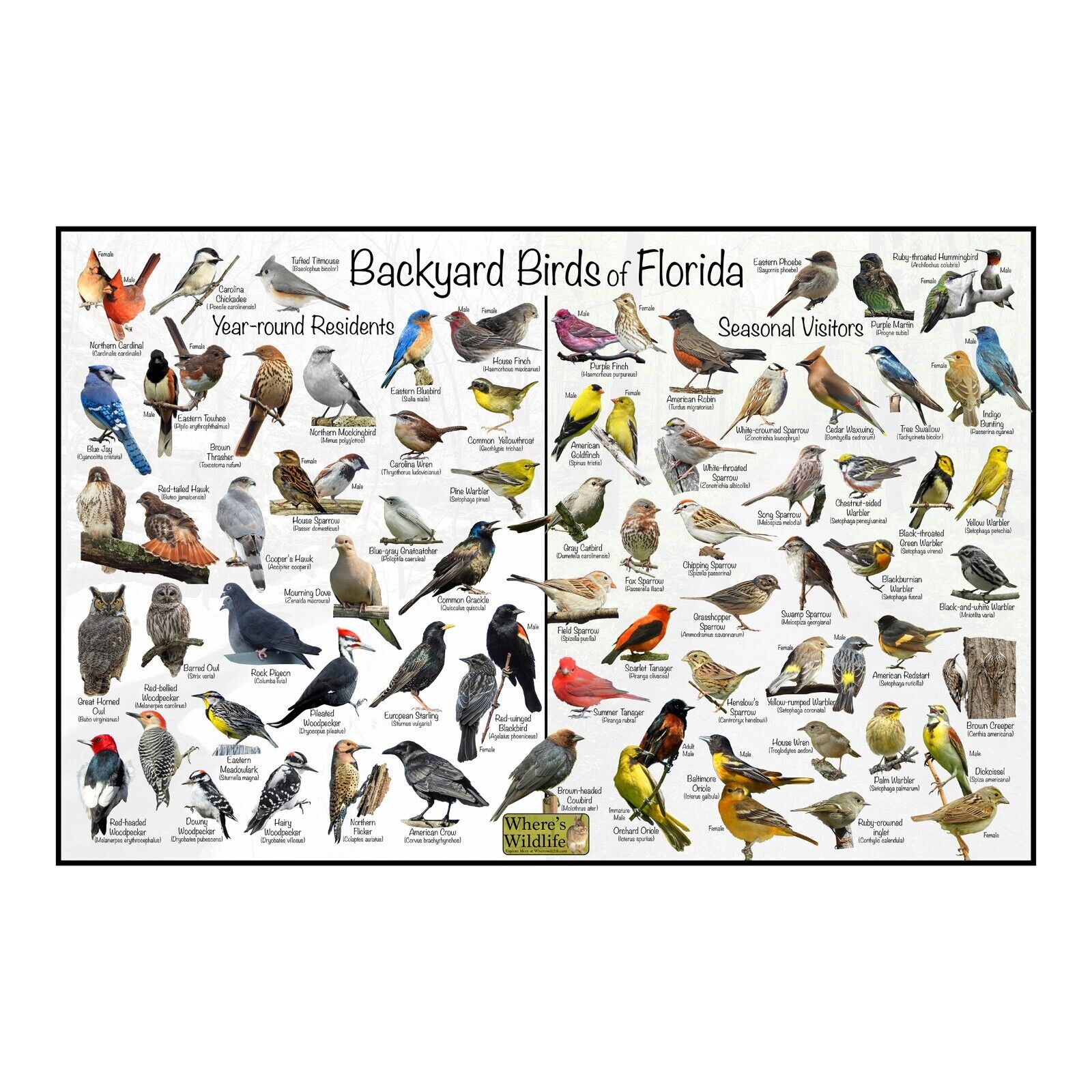 Florida Backyard Birds Identification Poster / Quick Guide