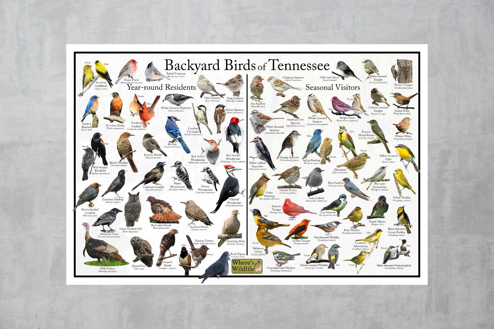 Tennessee's Backyard Birds Identification Poster / Nature Guide
