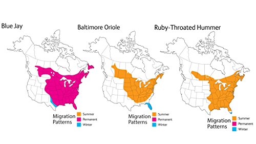 5" Wild Republic Audubon Birds Collection with Bird Sounds