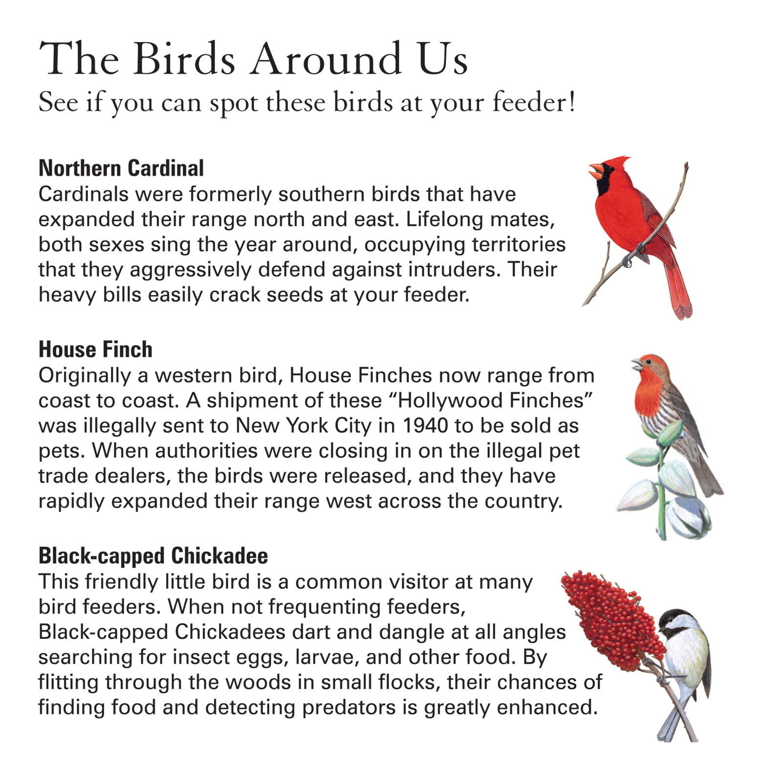 Cedar and Metal Woodlink Platform Bird Feeder