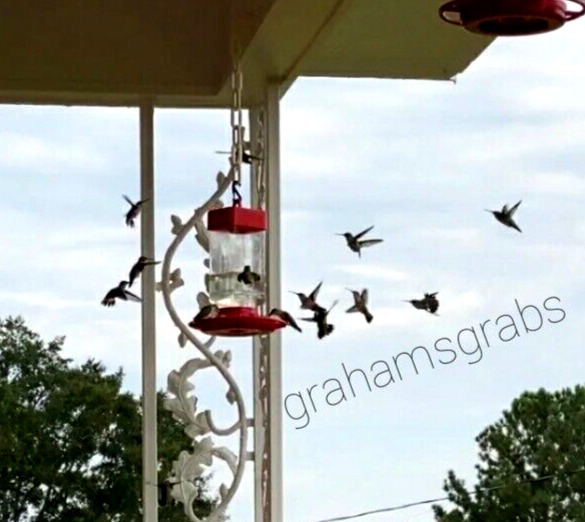 32oz Wide Mouth Hummingbird Feeder - Easy Clean