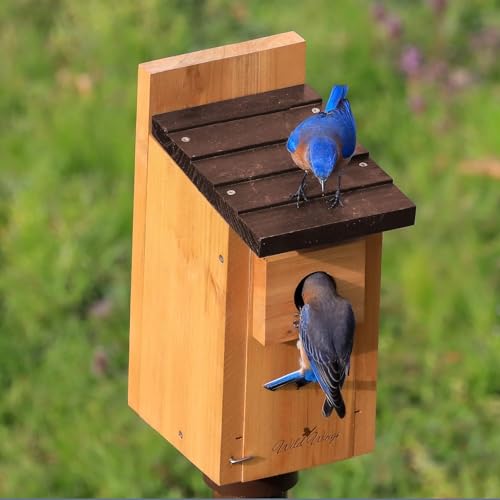 Cedar Blue Bird Box House for Wild Birds