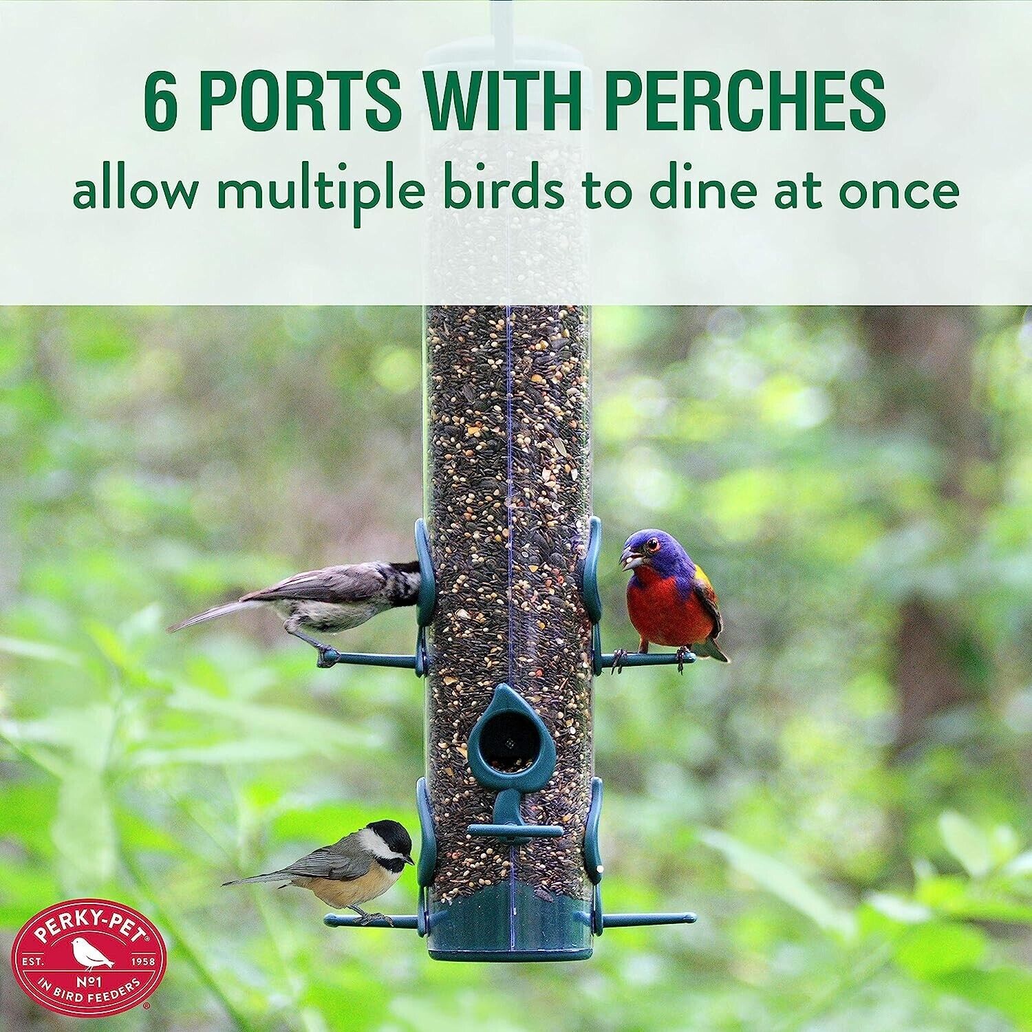 Classic Hanging Tube Bird Feeder with Premium Seed