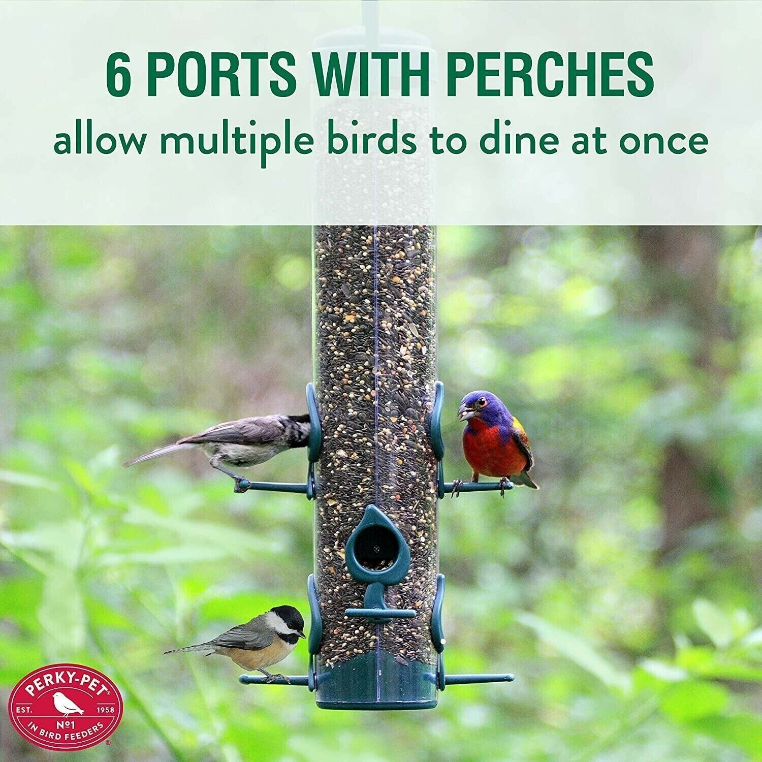 Classic Wild Bird Feeder: Hanging Tube, Premium Seed