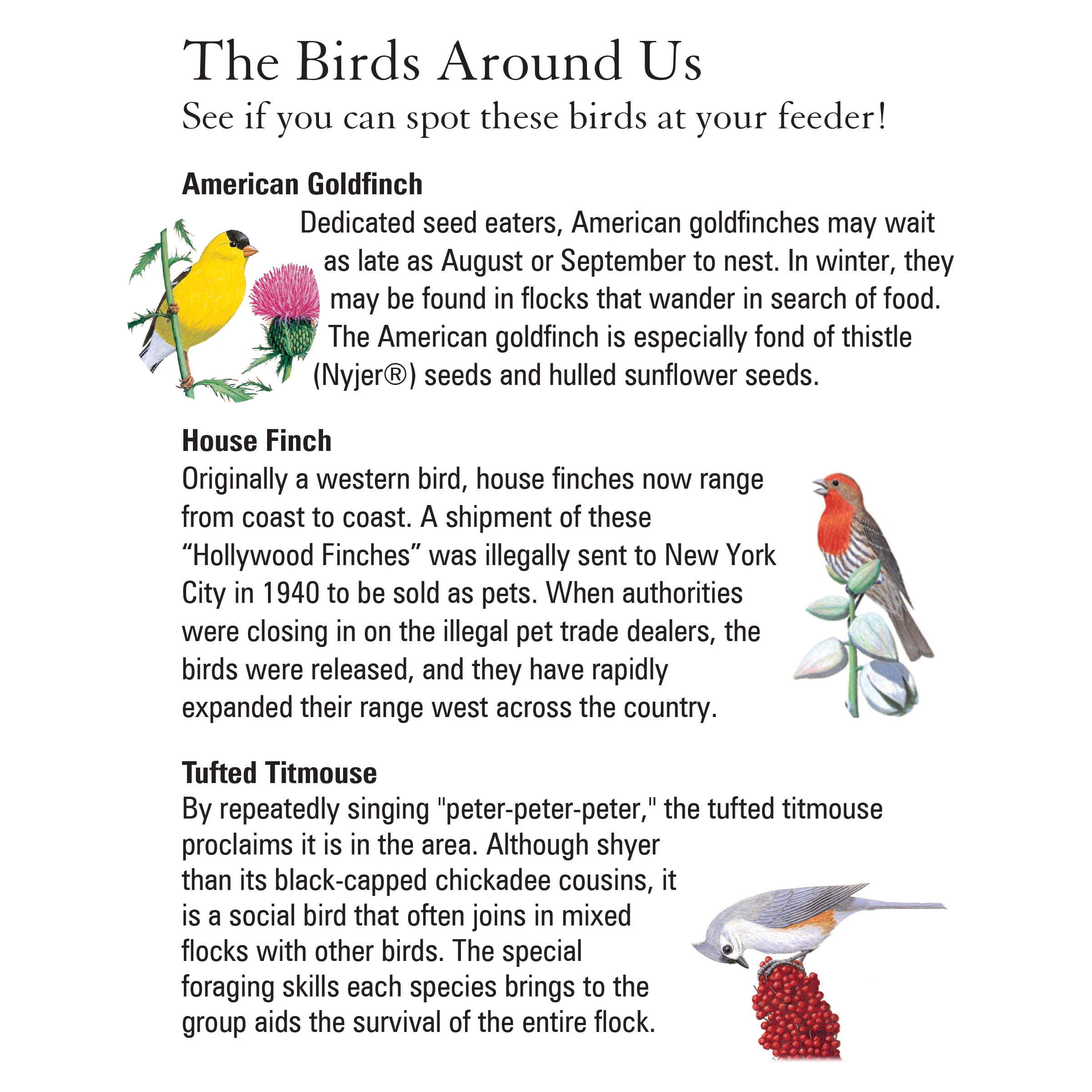 Cedar and Metal Woodlink Platform Bird Feeder