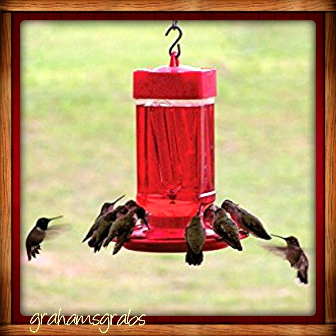 32oz Wide Mouth Hummingbird Feeder - Easy Clean